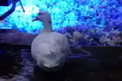 楽法寺（雨引観音）の動物