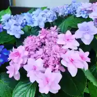 豊景神社の自然