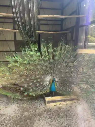 岩槻久伊豆神社の動物