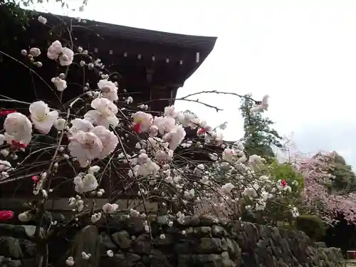 飛鳥坐神社の自然