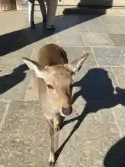 東大寺の動物