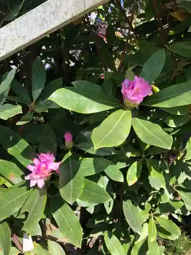 高良大社の自然