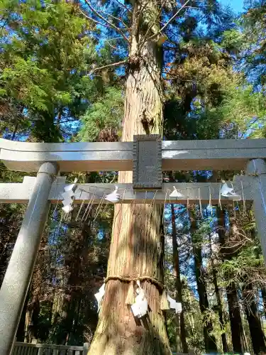 大杉神社の{uncategorized: "未分類", other: "その他", undefined: "問題あり", building: "その他建物", grave: "お墓", sacred_gate: "鳥居", guardian: "狛犬", statue: "像", buddha: "仏像", history: "歴史", nature: "自然", garden: "庭園", animal: "動物", pagoda: "塔", temizu: "手水舎", mountain_gate: "山門・神門", sanctuary: "本殿・本堂", subordinate: "末社・摂社", art: "芸術", scenery: "景色", jizo: "地蔵", ema: "絵馬", goshuin: "御朱印", omikuji: "おみくじ", items: "授与品その他", amulet: "お守り", goshuincho: "御朱印帳", eats: "食事", festival: "お祭り", votive_dance: "神楽", shichigosan: "七五三参", wedding: "結婚式", experience: "体験その他", initially: "初詣", around: "周辺", anti_infection: "感染症対策"}