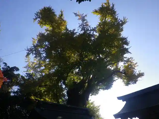 荏柄天神社の自然