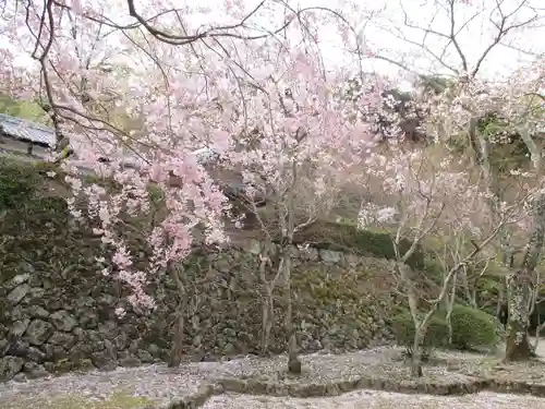 勝持寺（花の寺）の自然