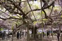 大歳神社(兵庫県)