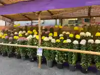 眞性寺(東京都)