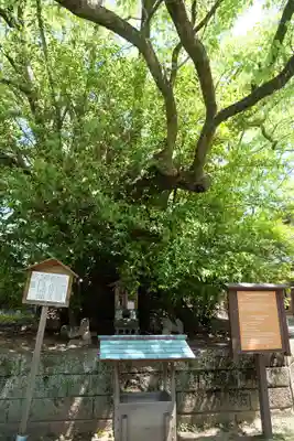 闘鶏神社の自然