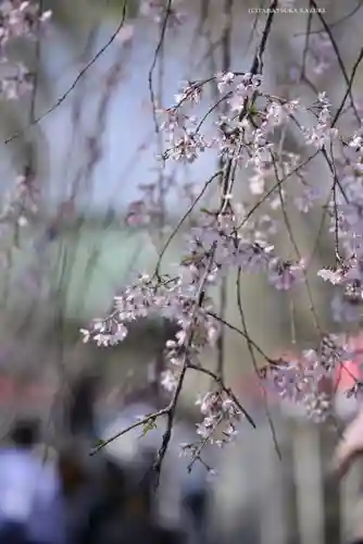 三嶋大社(静岡県)