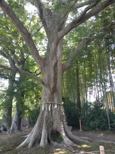 水戸八幡宮(茨城県)