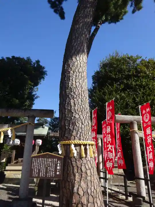 中野沼袋氷川神社の自然