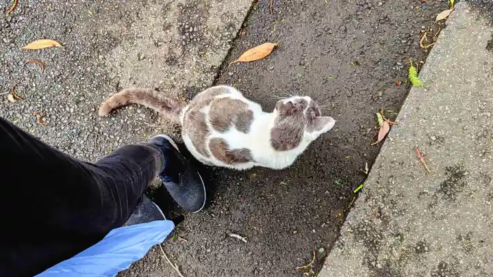 大宮・大原神社の動物