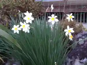 倶梨迦羅神社の自然 2020年04月29日(水)〜(2020年04月11日(土) 23時33分03秒投稿)