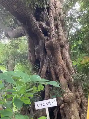 高來神社の自然