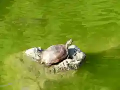 亀戸天神社の動物