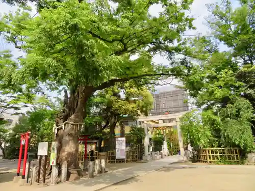 新田神社の自然