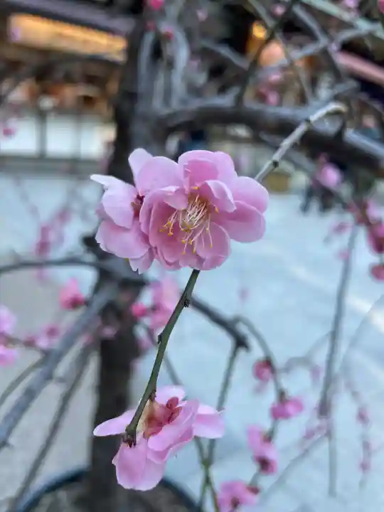 東京大神宮(東京都)