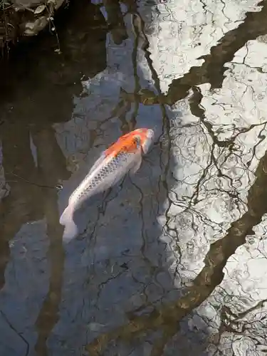 河合神社（鴨川合坐小社宅神社）(京都府)