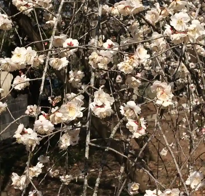 梅園神社の自然
