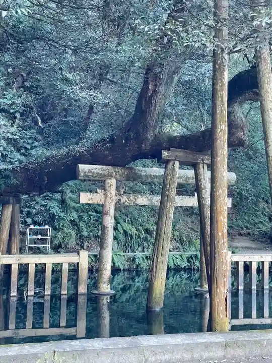 鹿島神宮の鳥居