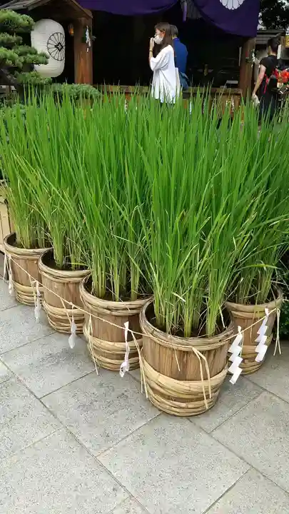 東京大神宮の庭園