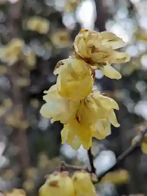 梅宮大社(京都府)