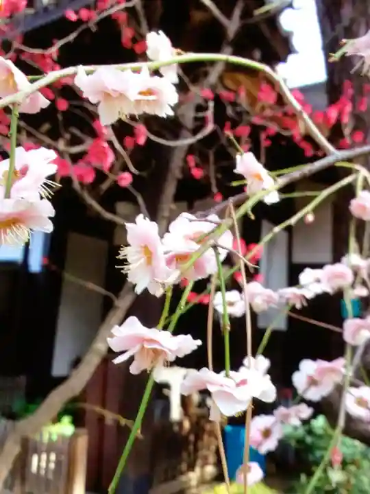 玄国寺(東京都)