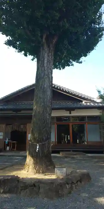 大井神社の自然