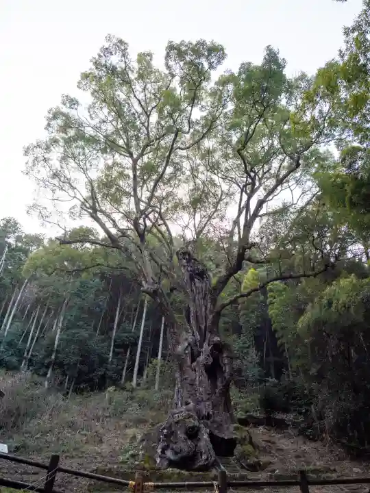 武雄神社の{uncategorized: "未分類", other: "その他", undefined: "問題あり", building: "その他建物", grave: "お墓", sacred_gate: "鳥居", guardian: "狛犬", statue: "像", buddha: "仏像", history: "歴史", nature: "自然", garden: "庭園", animal: "動物", pagoda: "塔", temizu: "手水舎", mountain_gate: "山門・神門", sanctuary: "本殿・本堂", subordinate: "末社・摂社", art: "芸術", scenery: "景色", jizo: "地蔵", ema: "絵馬", goshuin: "御朱印", omikuji: "おみくじ", items: "授与品その他", amulet: "お守り", goshuincho: "御朱印帳", eats: "食事", festival: "お祭り", votive_dance: "神楽", shichigosan: "七五三参", wedding: "結婚式", experience: "体験その他", initially: "初詣", around: "周辺", anti_infection: "感染症対策"}