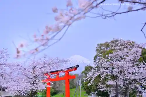 富士山本宮浅間大社(静岡県)