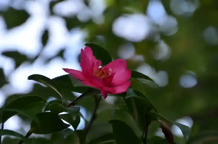 穴八幡宮の自然