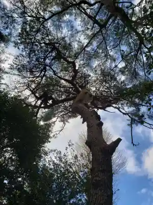 下高井戸八幡神社の自然