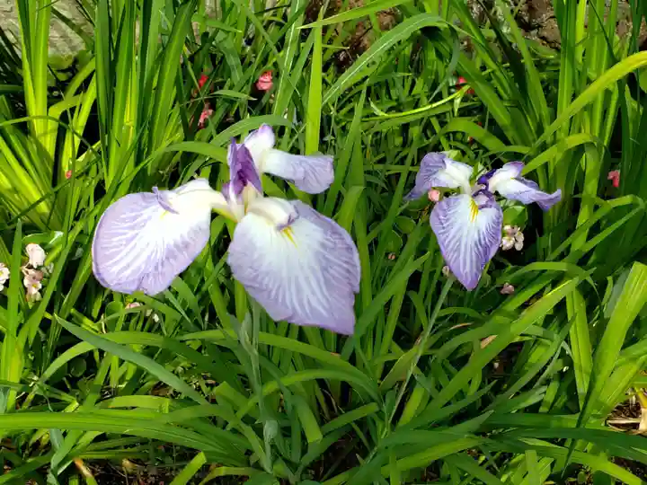 松應寺(東京都)