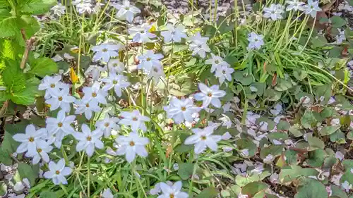 六孫王神社(京都府)