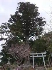 諏訪社の鳥居