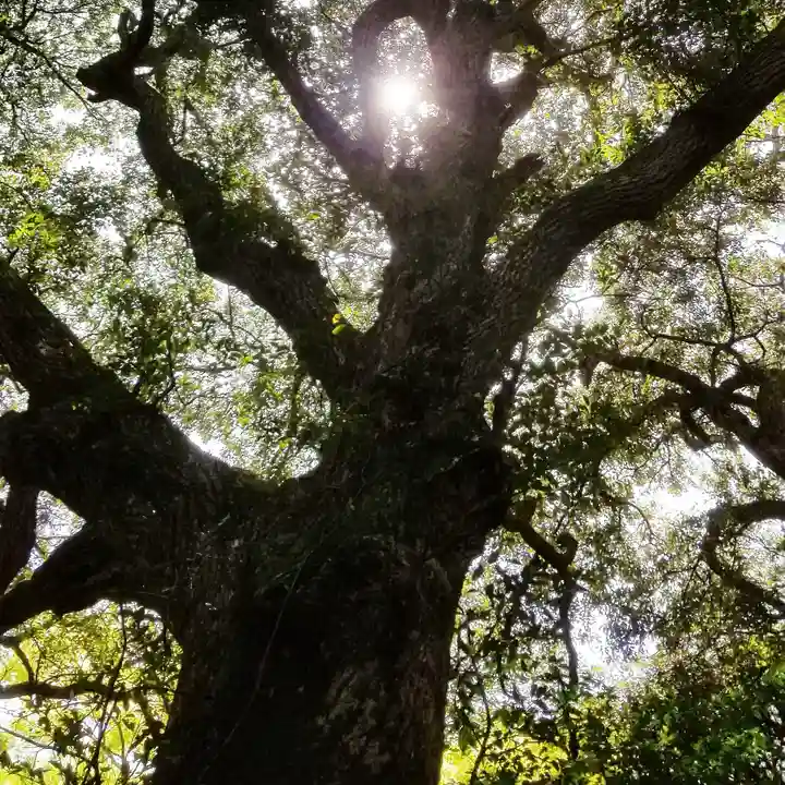 沼尾神社の自然