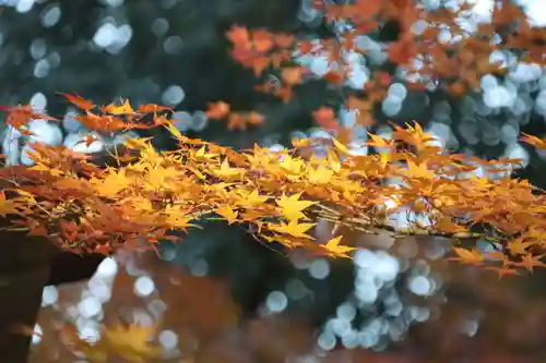 國祖神社の自然