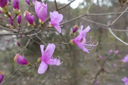 廣田神社の自然