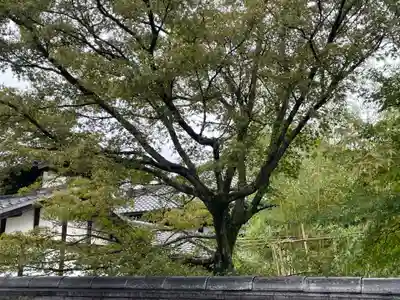 大通院(京都府)