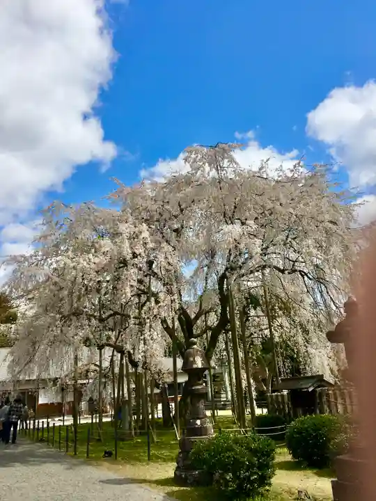 足羽神社の自然