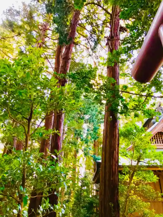 加波山三枝祇神社本宮の自然