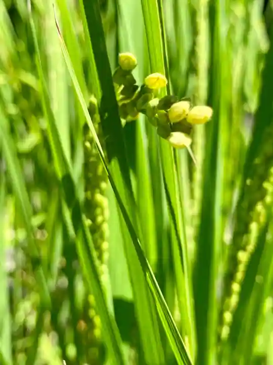 城南宮(京都府)