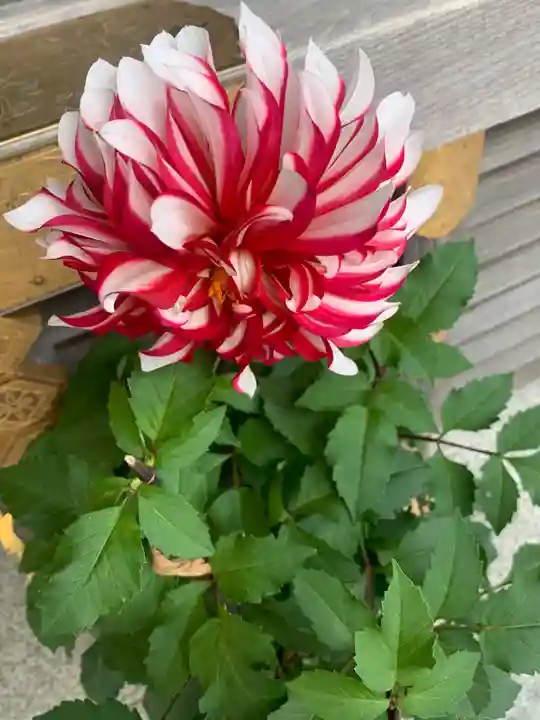 鈴鹿明神社の自然