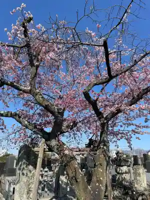 蓮光寺の{uncategorized: "未分類", other: "その他", undefined: "問題あり", building: "その他建物", grave: "お墓", sacred_gate: "鳥居", guardian: "狛犬", statue: "像", buddha: "仏像", history: "歴史", nature: "自然", garden: "庭園", animal: "動物", pagoda: "塔", temizu: "手水舎", mountain_gate: "山門・神門", sanctuary: "本殿・本堂", subordinate: "末社・摂社", art: "芸術", scenery: "景色", jizo: "地蔵", ema: "絵馬", goshuin: "御朱印", omikuji: "おみくじ", items: "授与品その他", amulet: "お守り", goshuincho: "御朱印帳", eats: "食事", festival: "お祭り", votive_dance: "神楽", shichigosan: "七五三参", wedding: "結婚式", experience: "体験その他", initially: "初詣", around: "周辺", anti_infection: "感染症対策"}