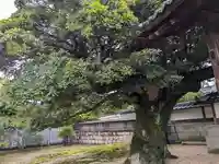 来迎寺(福井県)