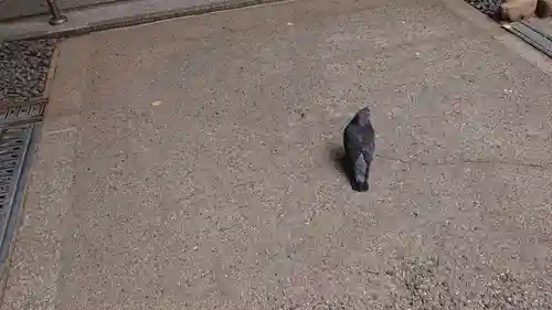 サムハラ神社の動物