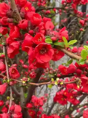 高田氷川神社(東京都)