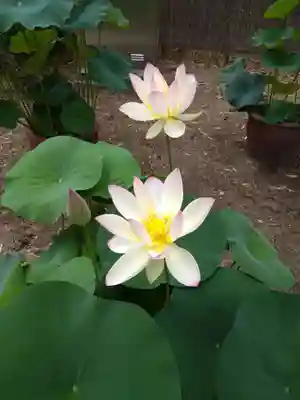 西大寺愛染堂(奈良県)