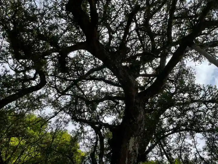 慈照寺(慈照禅寺・銀閣寺)の自然