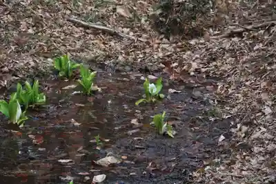 日枝神社の自然